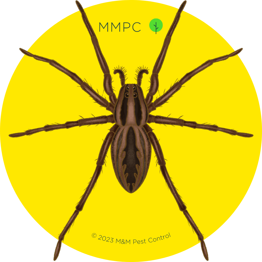 Wolf Spider