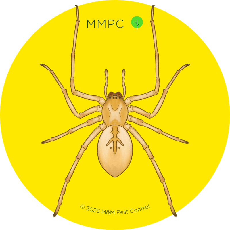 Yellow Sac Spider
