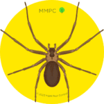 Brown Recluse
