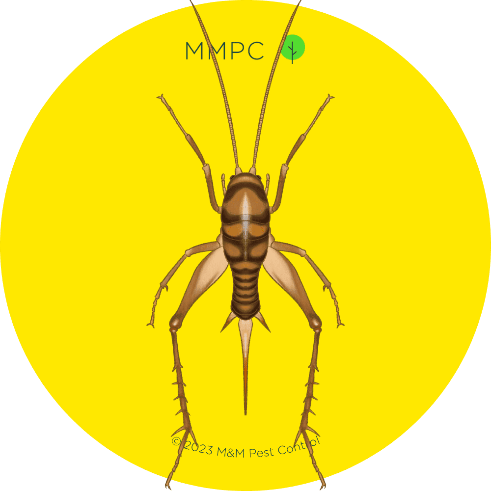 Camel cricket, also known as a cave cricket or spider cricket