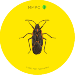 Boxelder Bug