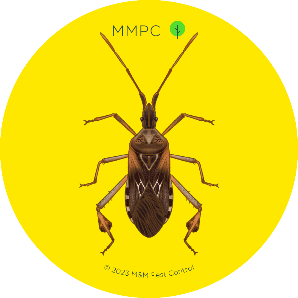 Western Conifer Seed Bug
