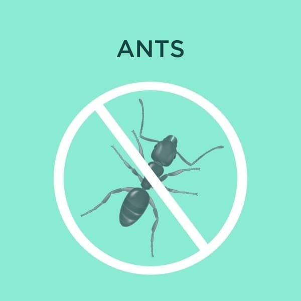 ant services cover