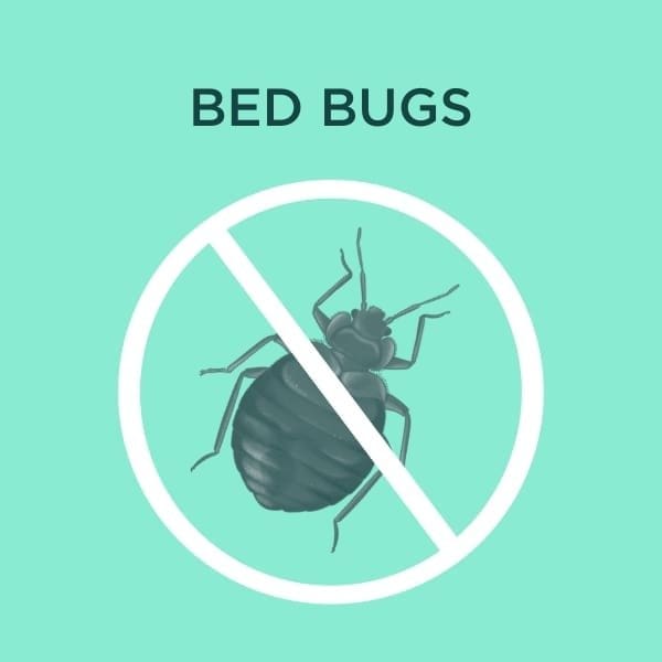 bed bug services cover