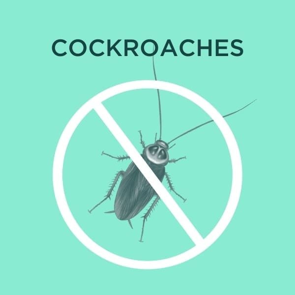 cockroach services cover