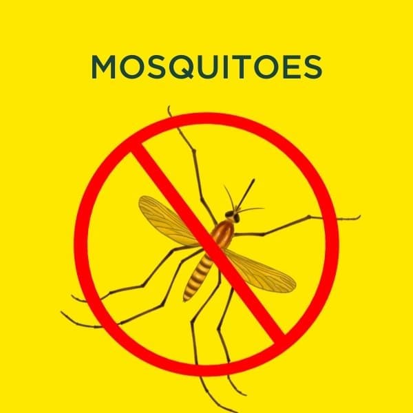 mosquito services