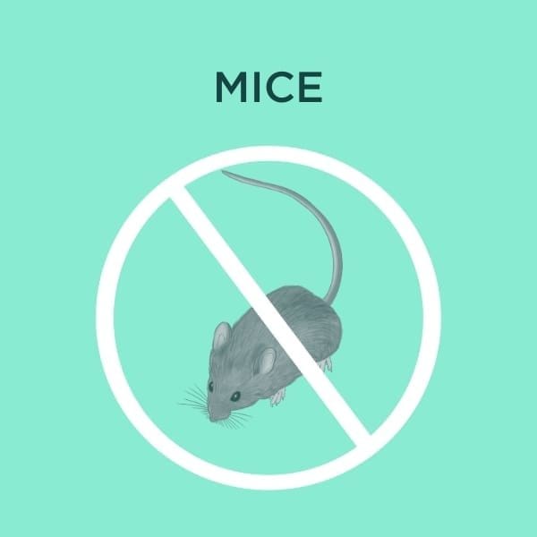 mouse control inspections cover