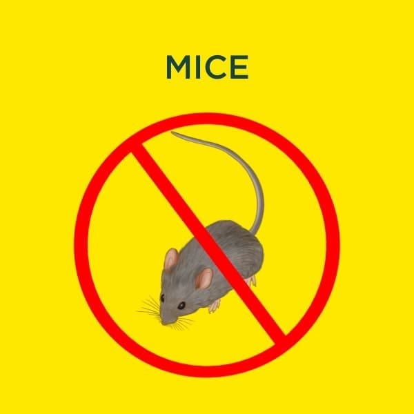mouse control inspections