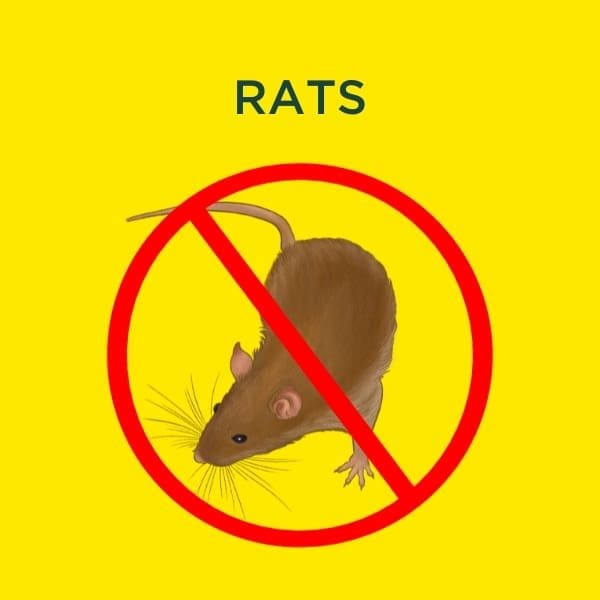 rat services