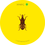 Rice Weevil