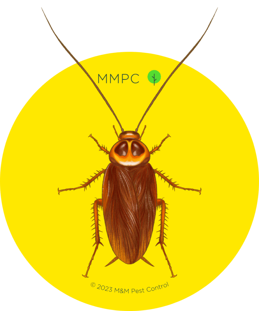 american cockroach