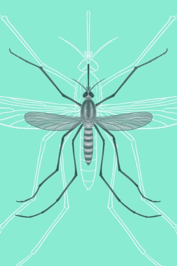 Mosquito identification