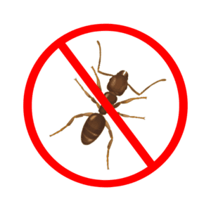 ant control services