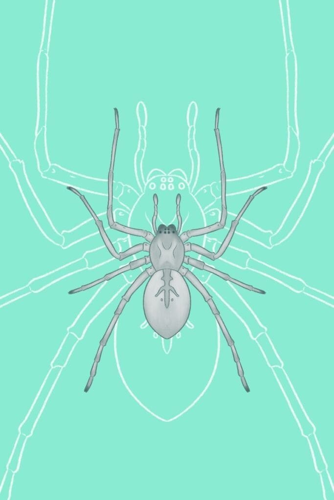 spider identification