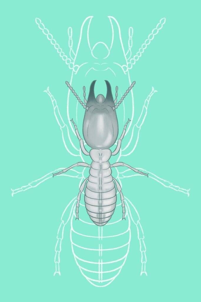 termite identification