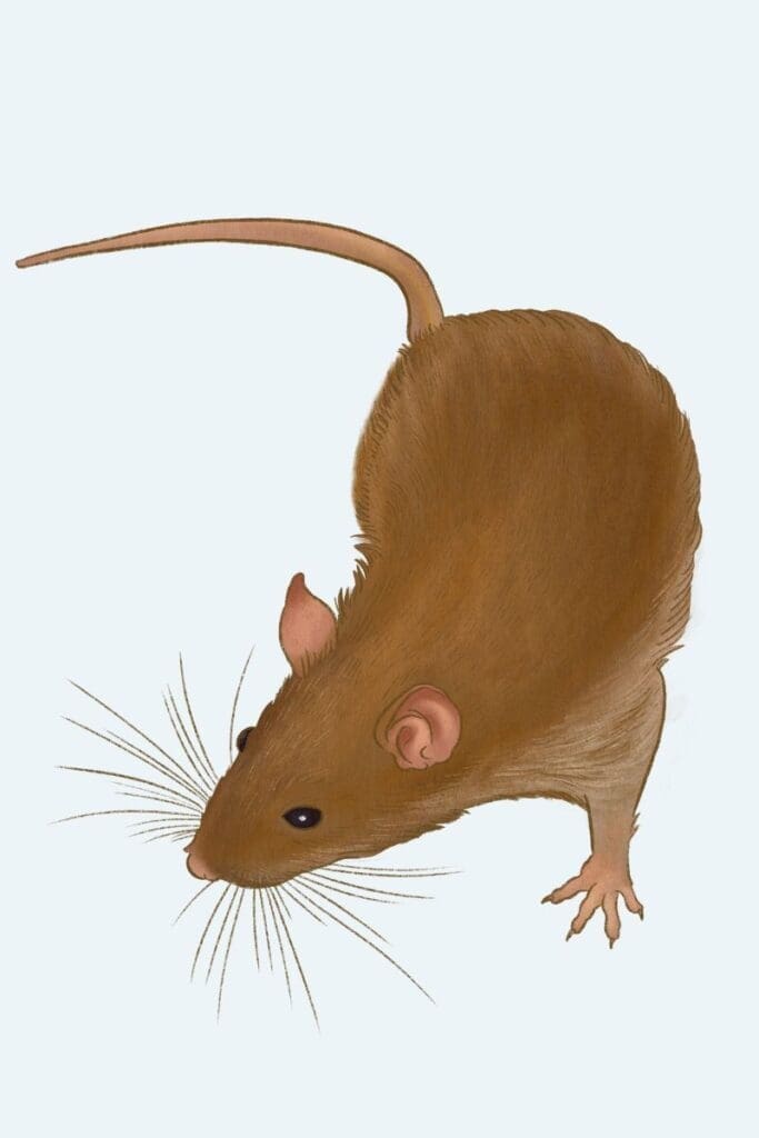 Norway Rat