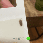 sow bug in glue trap
