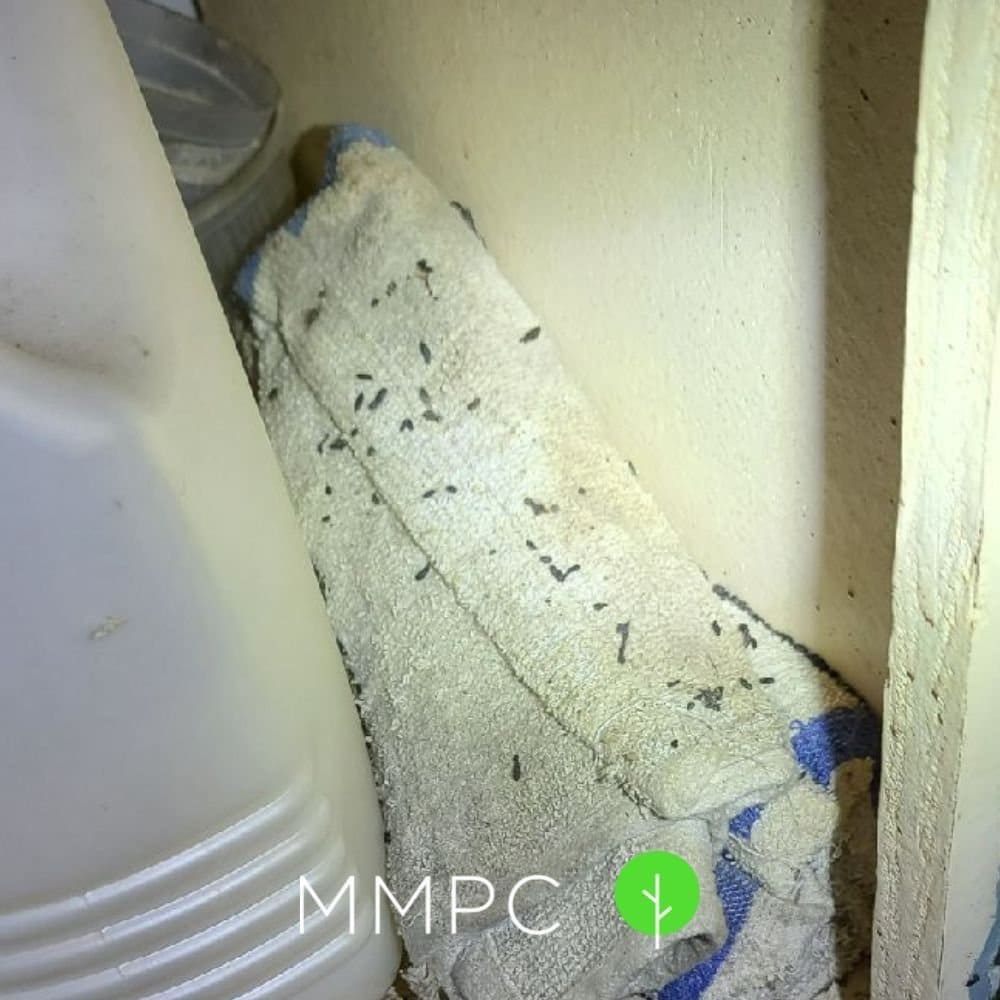 droppings under sink