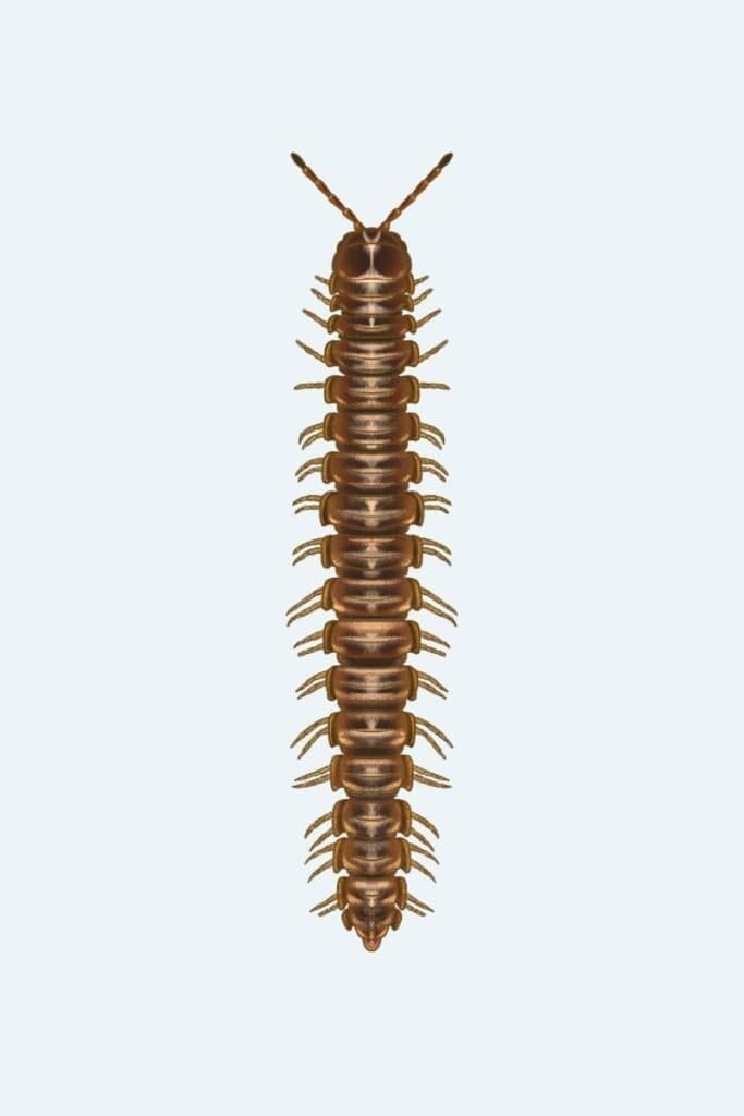 Millipedes