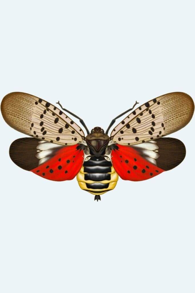 Spotted Lanternfly