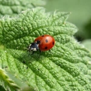ladybug