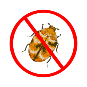 carpet beetle control