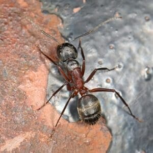 A red carpenter ant; dorsal view
