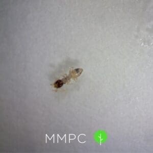 a ghost ant