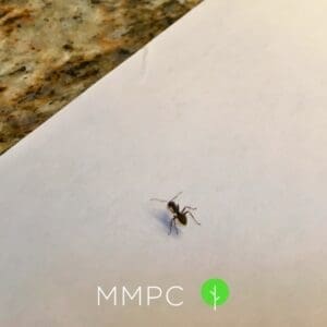 A black carpenter ant
