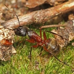 A red carpenter ant
