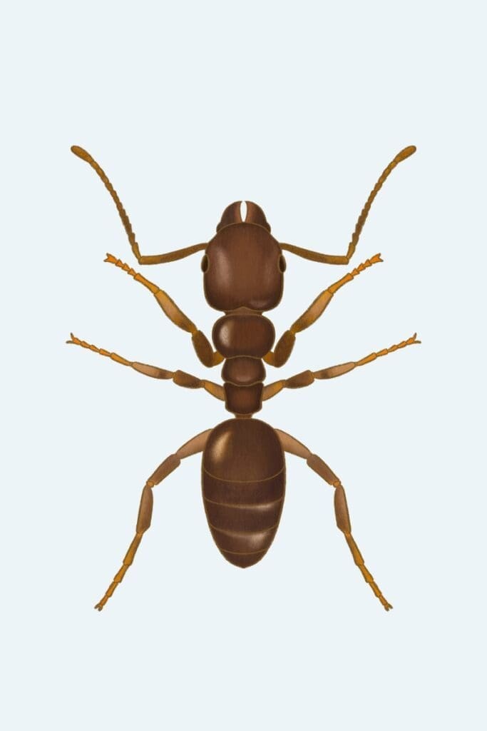 Ants