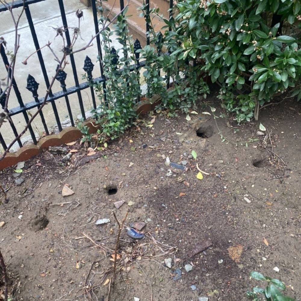 rat burrows