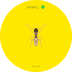 Ghost Ant