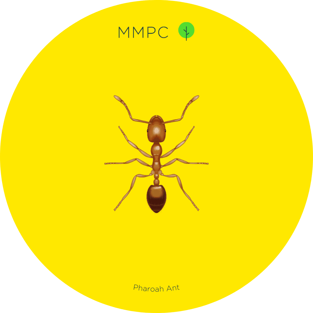 Pharoah Ant