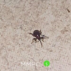 Shiny spider beetle 1