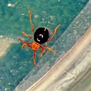 American Spider Beetle 2