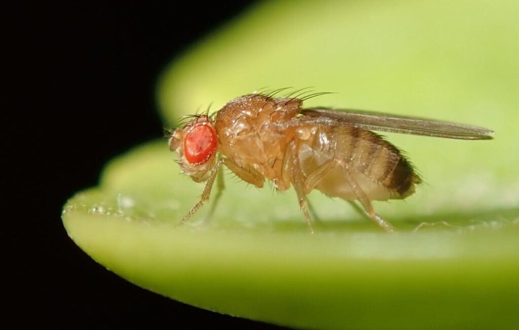 A fruit fly