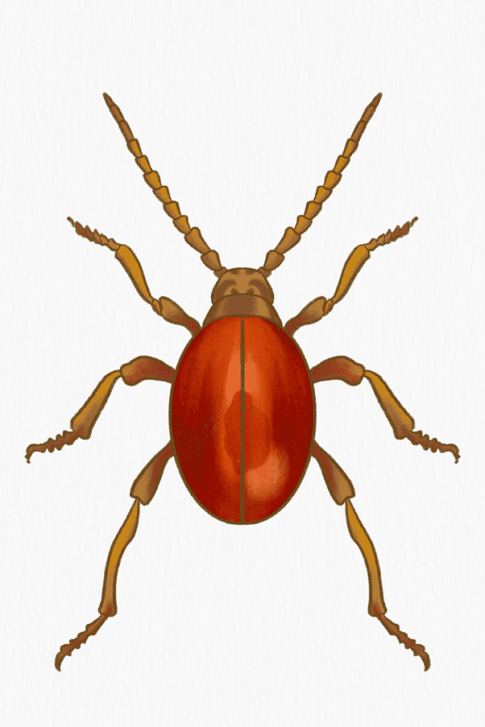 Beetle