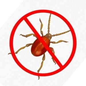 beetle control