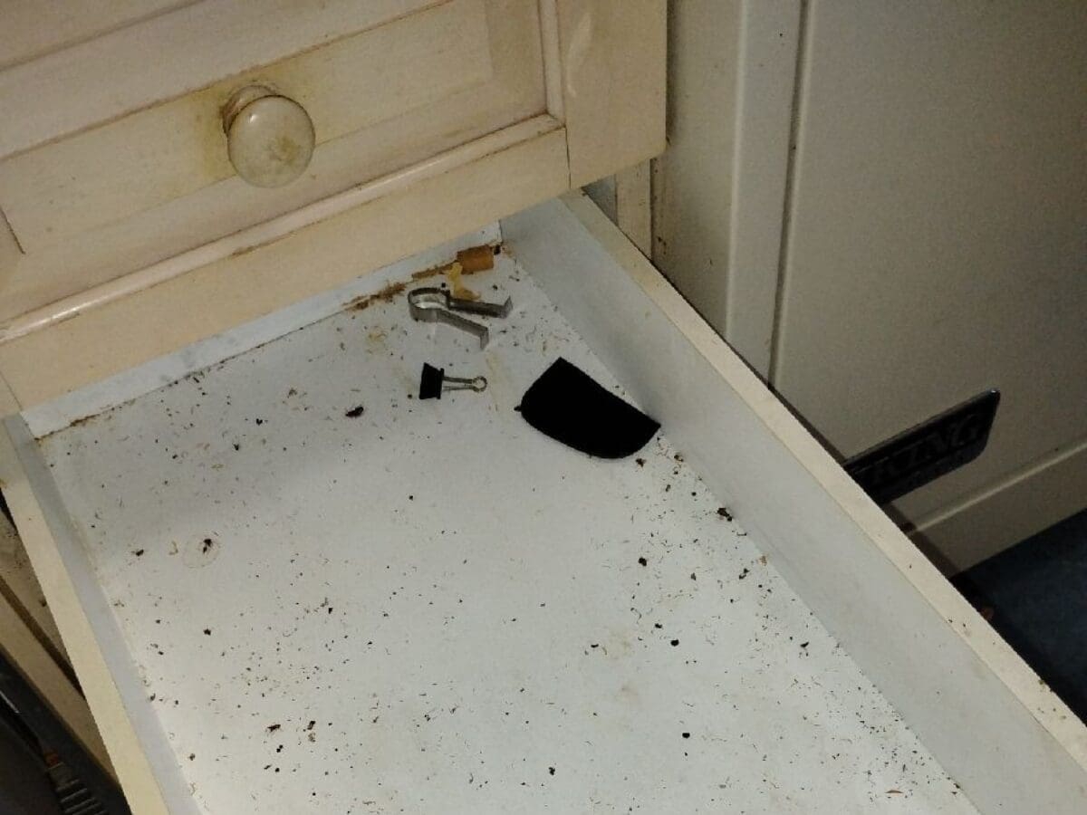 Cockroach droppings and debris in drawer