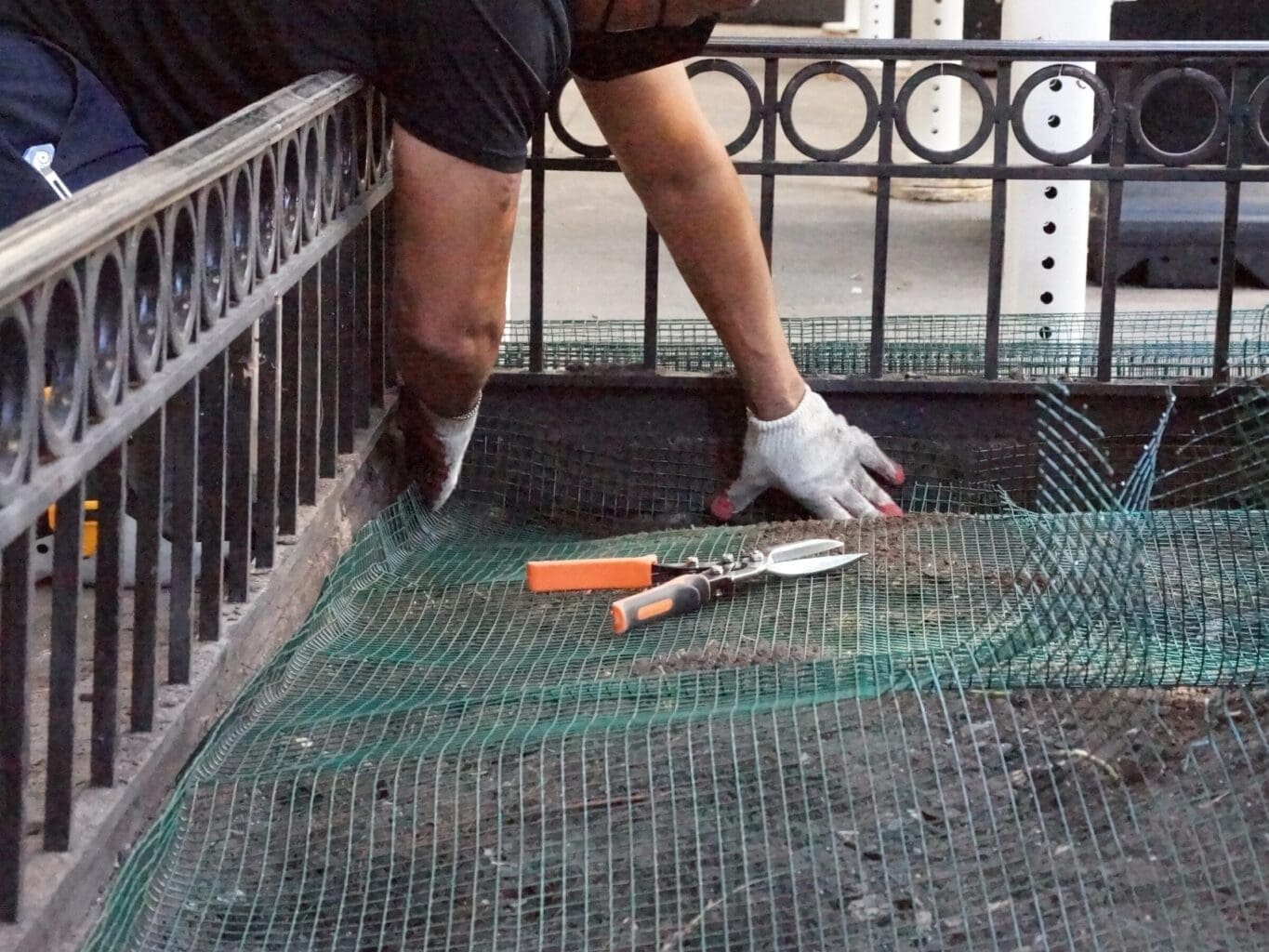 Preventing rat burrows in tree pit with steel mesh soil exclusion
