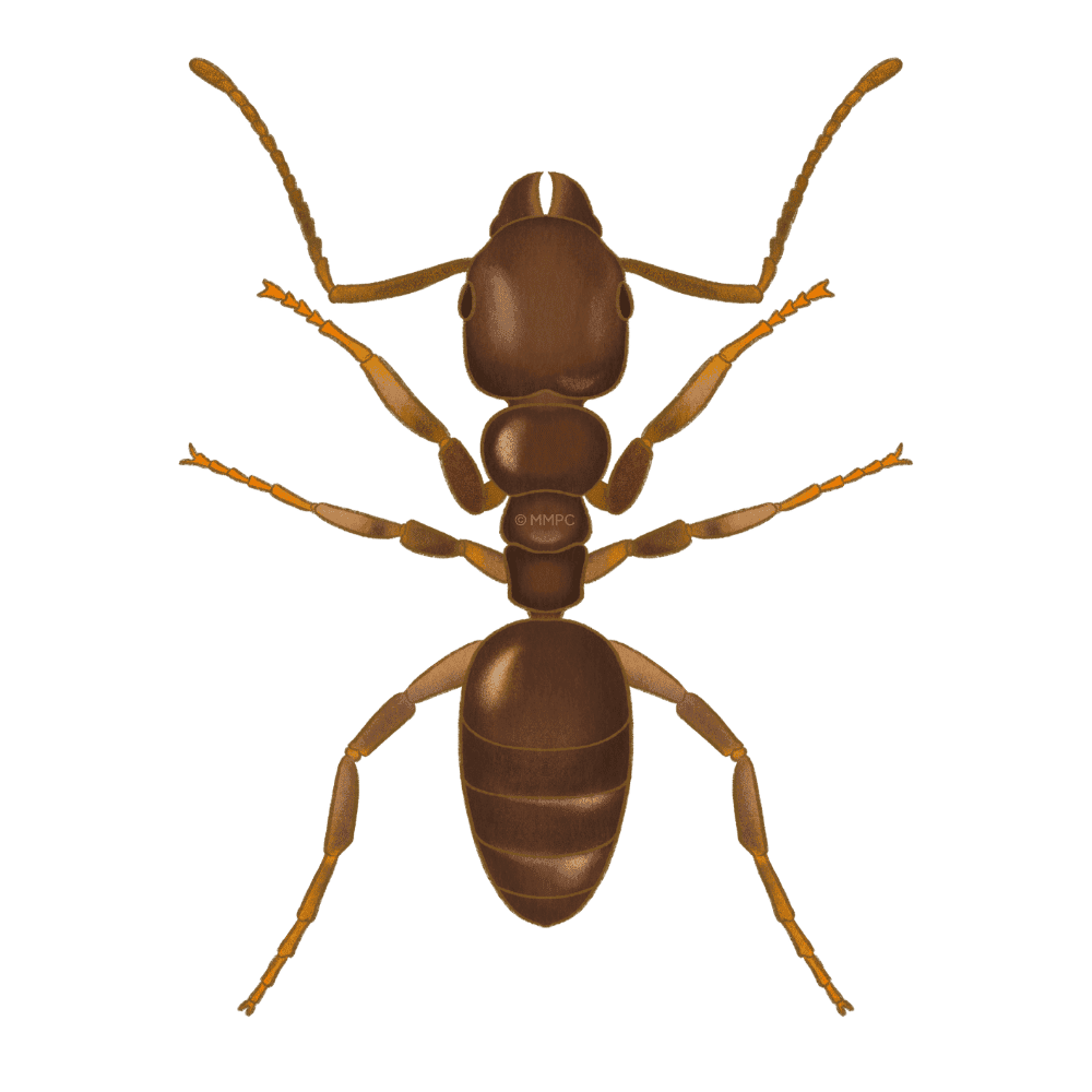 Odorous House Ant