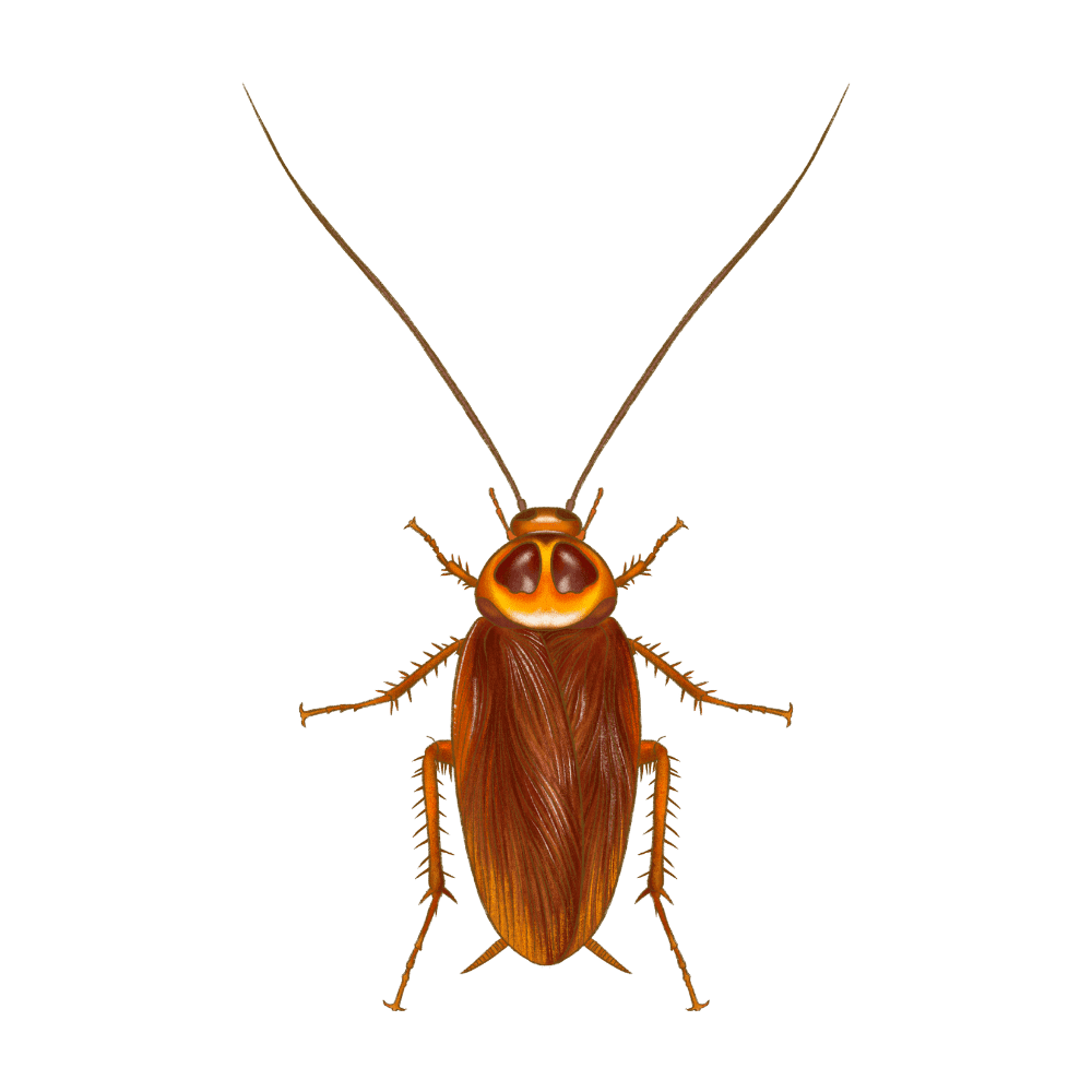 American Cockroach