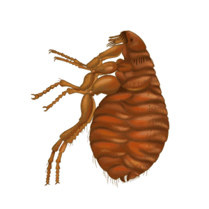 Cat Flea