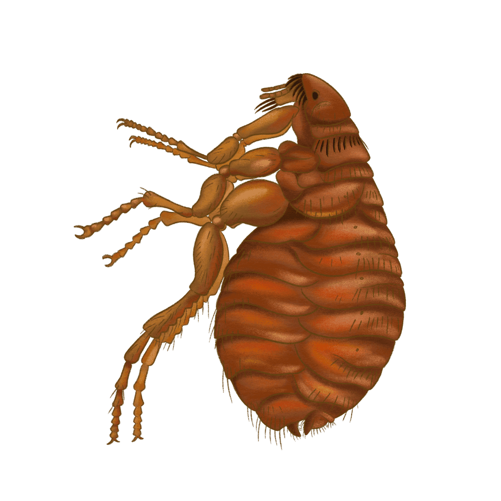Cat Flea