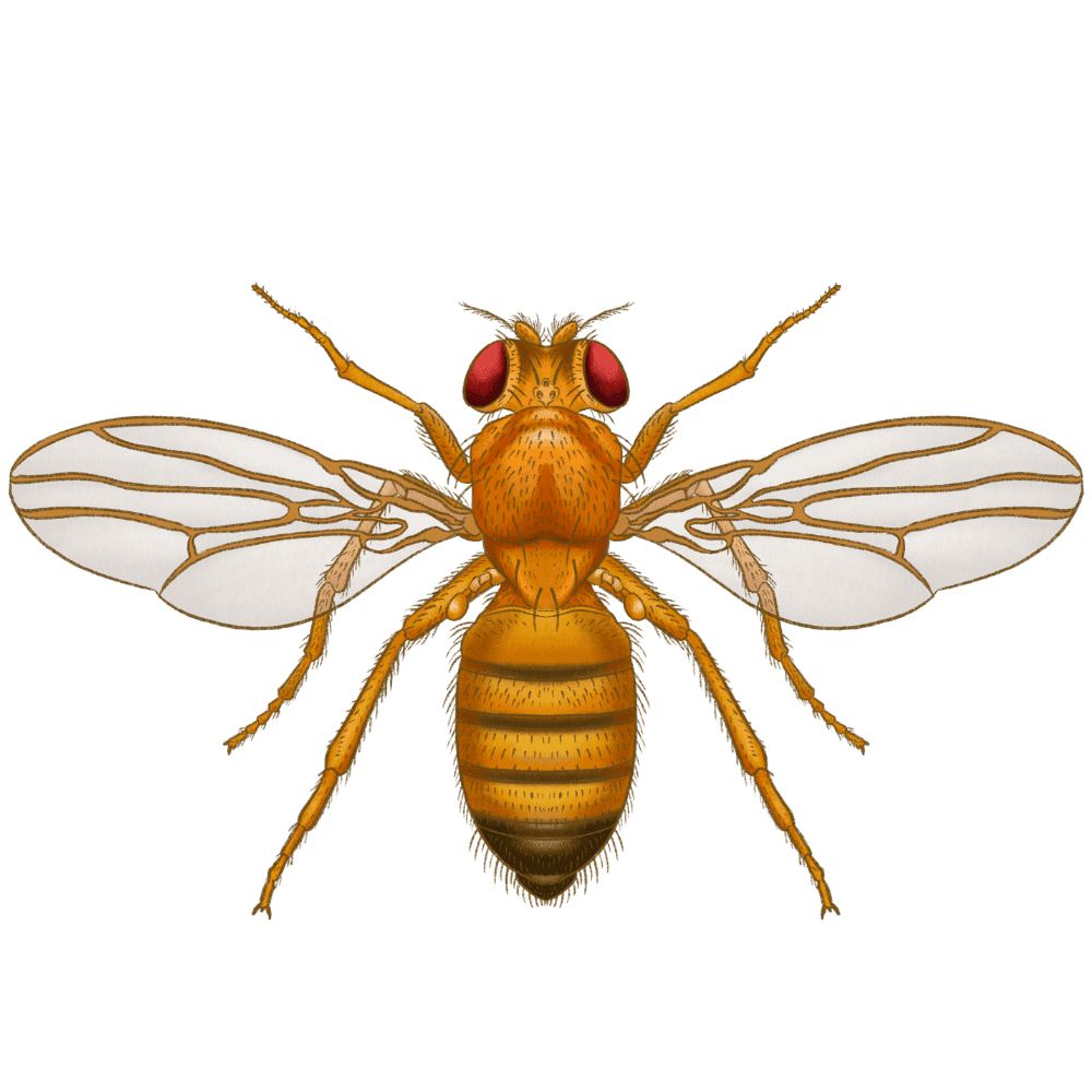 Fruit Fly