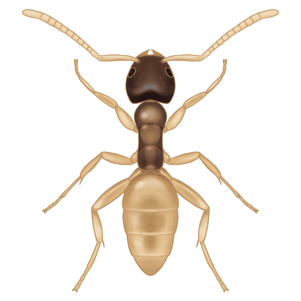 Ghost Ant