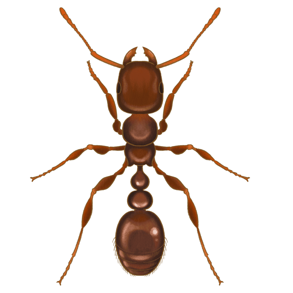 Pavement Ant
