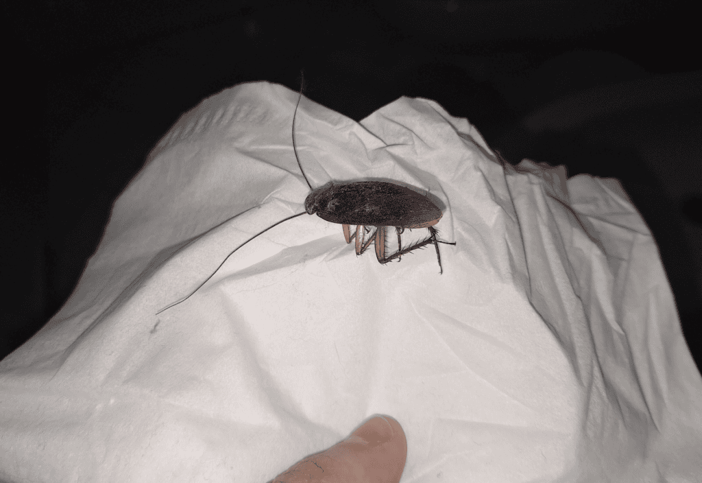 American Cockroach photo
