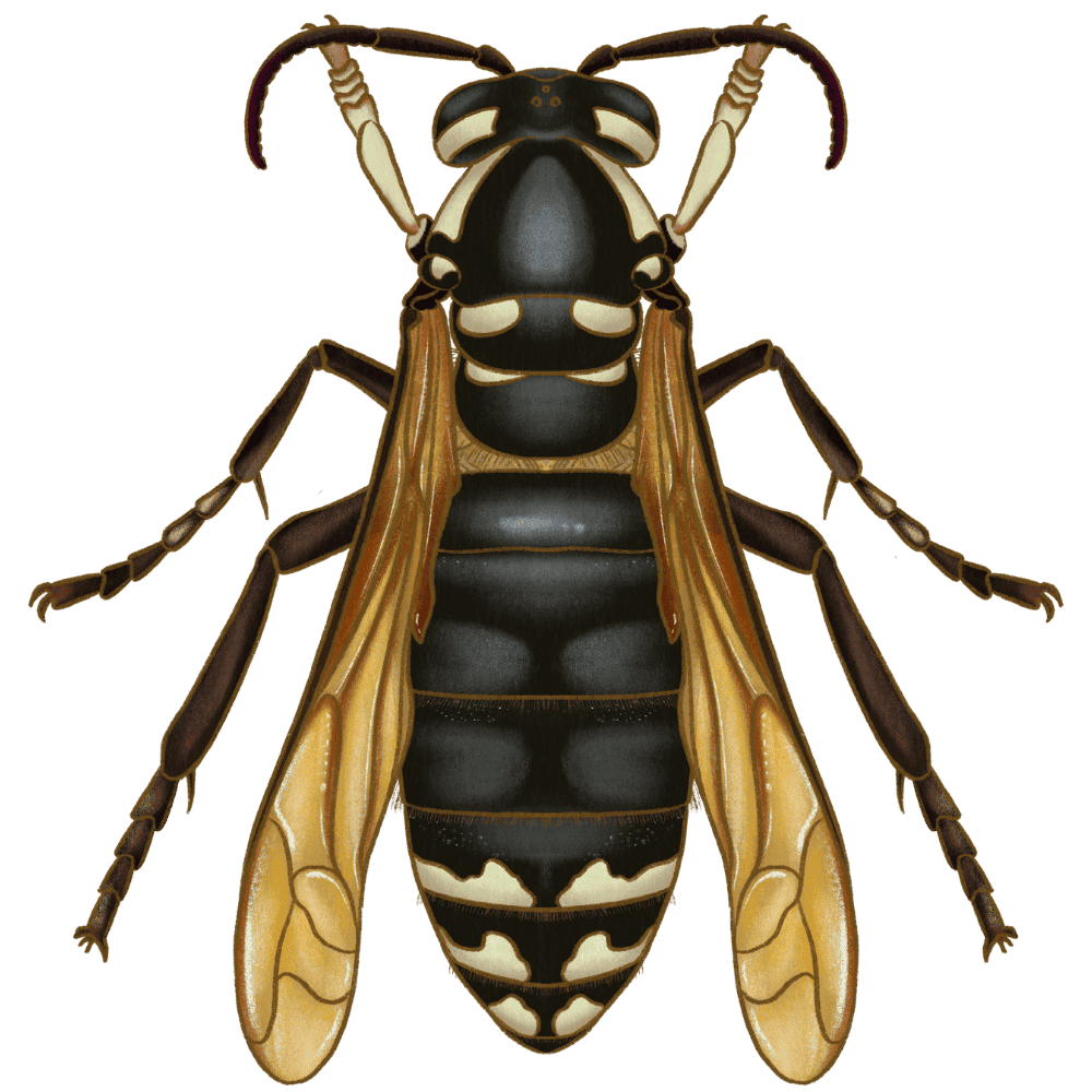 Bald-Faced Hornet